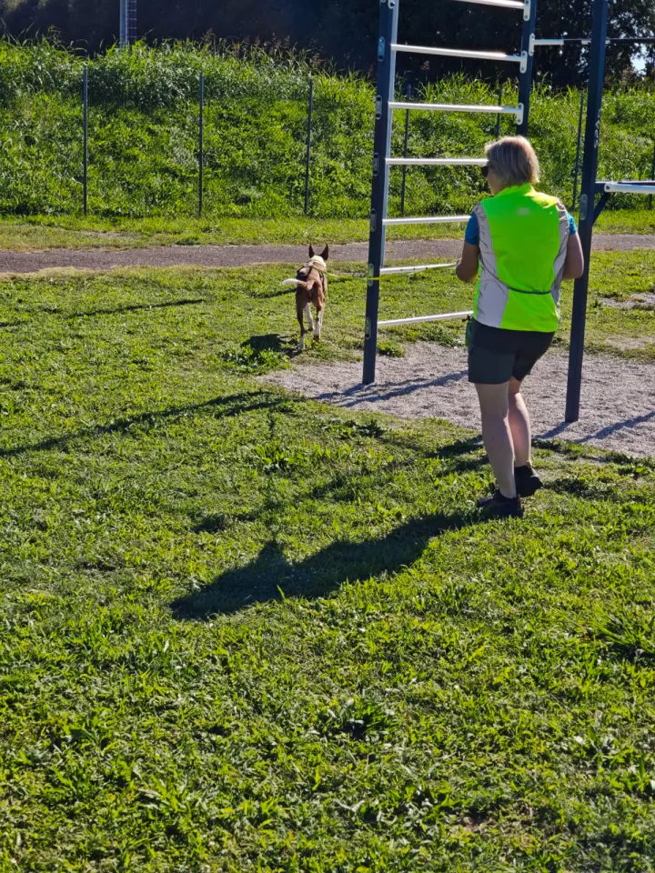 Foto GEM DOG A.S.D.: Allenamento di mantrailing, Pradamano, 27 settembre 2026, foto 85 di 153