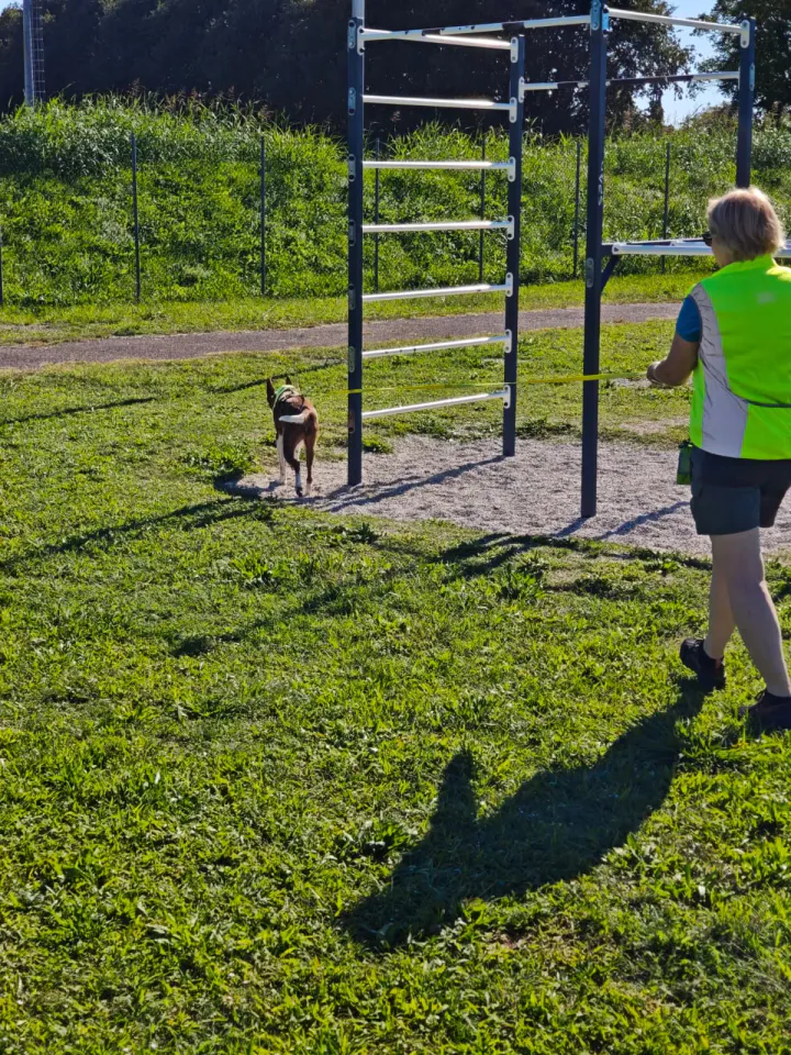 Foto GEM DOG A.S.D.: Allenamento di mantrailing, Pradamano, 27 settembre 2026, foto 86 di 153