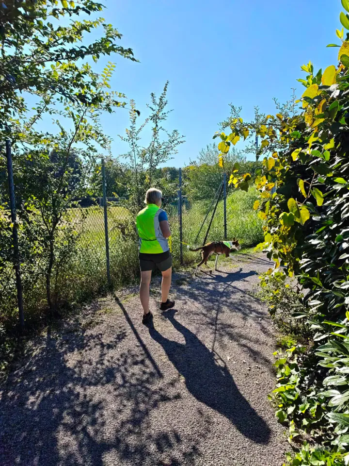 Foto GEM DOG A.S.D.: Allenamento di mantrailing, Pradamano, 27 settembre 2026, foto 93 di 153