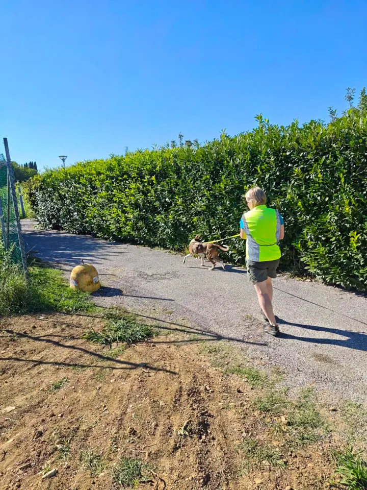 Foto GEM DOG A.S.D.: Allenamento di mantrailing, Pradamano, 27 settembre 2026, foto 95 di 153