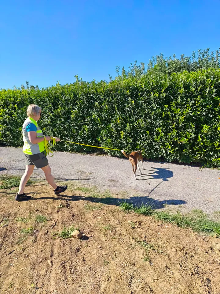 Foto GEM DOG A.S.D.: Allenamento di mantrailing, Pradamano, 27 settembre 2026, foto 96 di 153