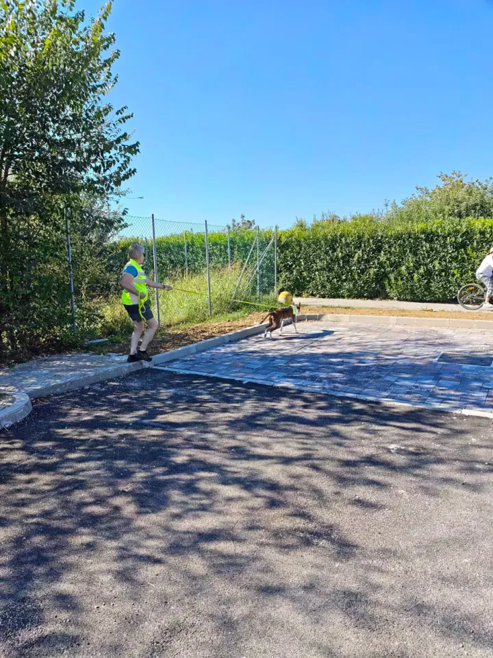Foto GEM DOG A.S.D.: Allenamento di mantrailing, Pradamano, 27 settembre 2026, foto 97 di 153