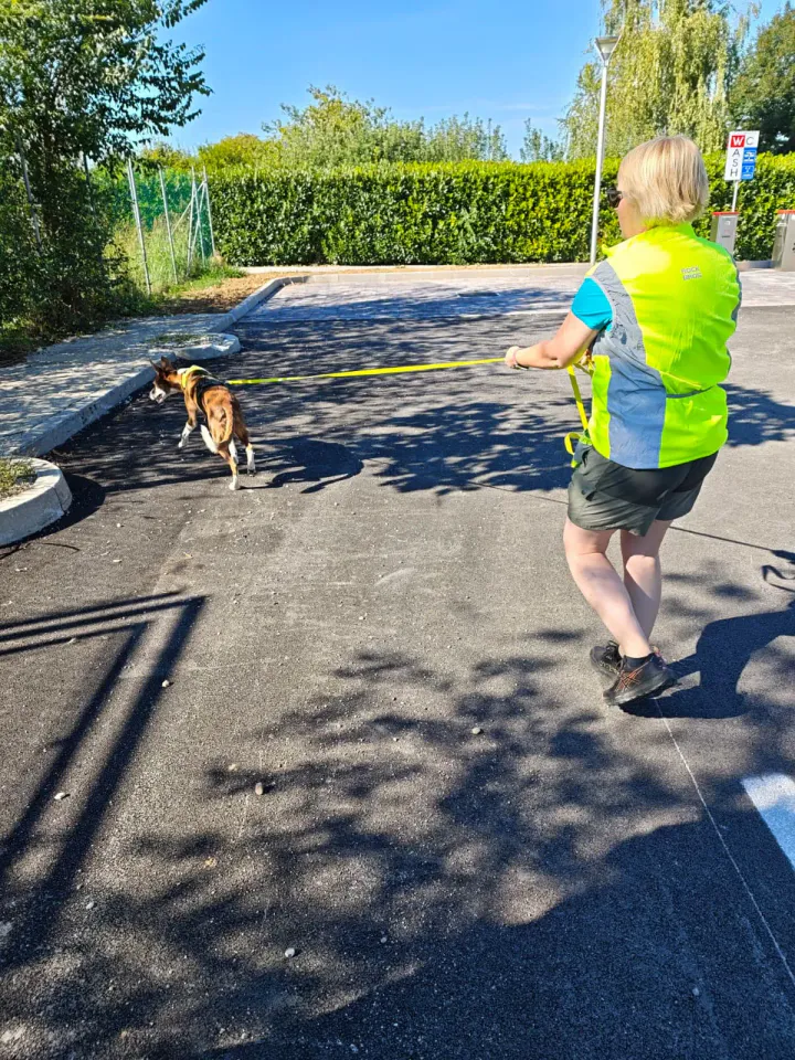 Foto GEM DOG A.S.D.: Allenamento di mantrailing, Pradamano, 27 settembre 2026, foto 98 di 153