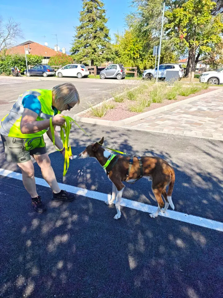 Foto GEM DOG A.S.D.: Allenamento di mantrailing, Pradamano, 27 settembre 2026, foto 99 di 153