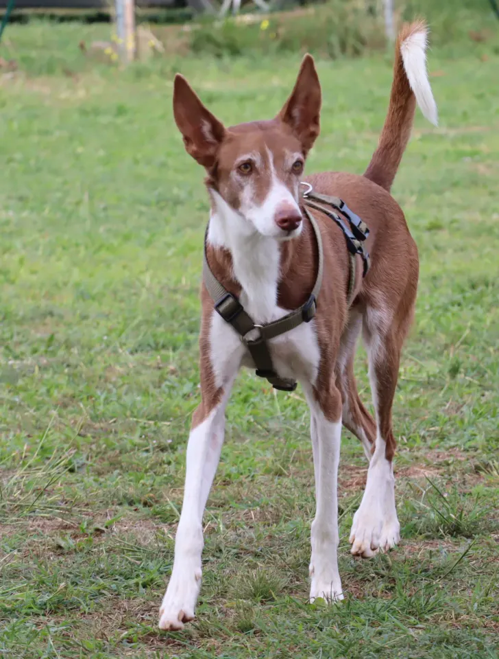Foto GEM DOG A.S.D.: Gara interregionale di mantrailing MSP, Leproso, 11 ottobre 2026, foto 98 di 215