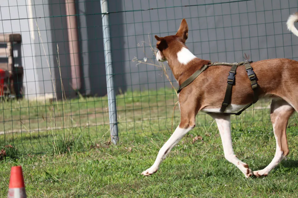 Foto GEM DOG A.S.D.: Gara interregionale di mantrailing MSP, Leproso, 11 ottobre 2026, foto 101 di 215