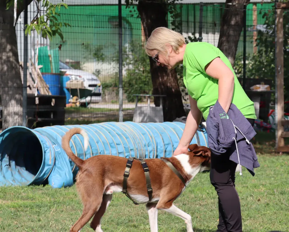 Foto GEM DOG A.S.D.: Gara interregionale di mantrailing MSP, Leproso, 11 ottobre 2026, foto 102 di 215