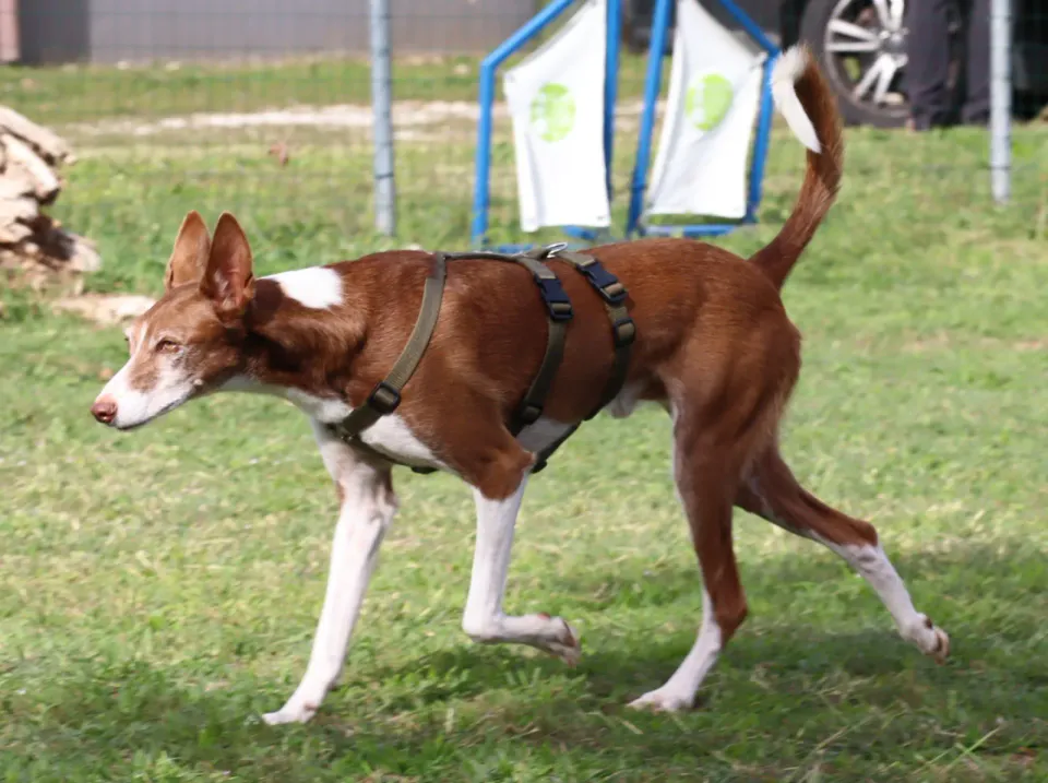 Foto GEM DOG A.S.D.: Gara interregionale di mantrailing MSP, Leproso, 11 ottobre 2026, foto 104 di 215