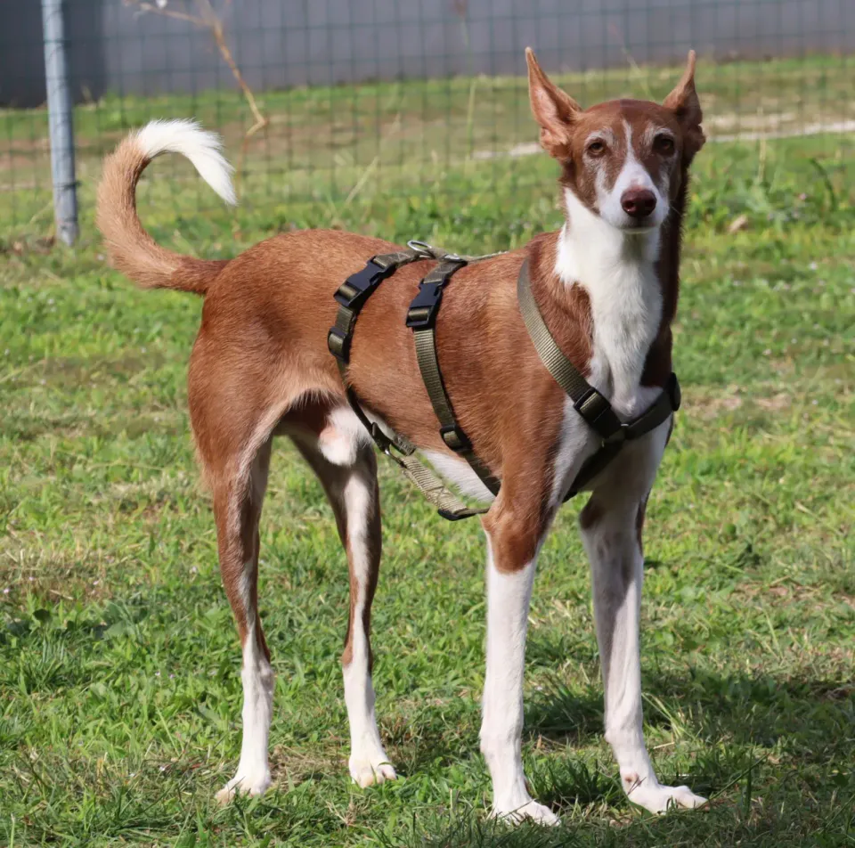 Foto GEM DOG A.S.D.: Gara interregionale di mantrailing MSP, Leproso, 11 ottobre 2026, foto 105 di 215