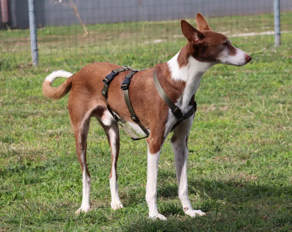 Foto GEM DOG A.S.D.: Gara interregionale di mantrailing MSP, Leproso, 11 ottobre 2026, foto 106 di 215