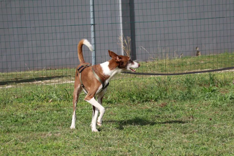 Foto GEM DOG A.S.D.: Gara interregionale di mantrailing MSP, Leproso, 11 ottobre 2026, foto 107 di 215