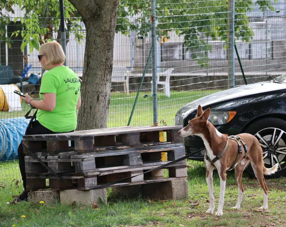 Foto GEM DOG A.S.D.: Gara interregionale di mantrailing MSP, Leproso, 11 ottobre 2026, foto 108 di 215