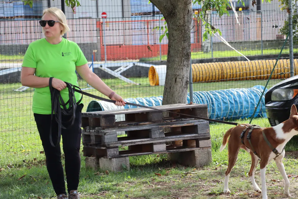 Foto GEM DOG A.S.D.: Gara interregionale di mantrailing MSP, Leproso, 11 ottobre 2026, foto 111 di 215