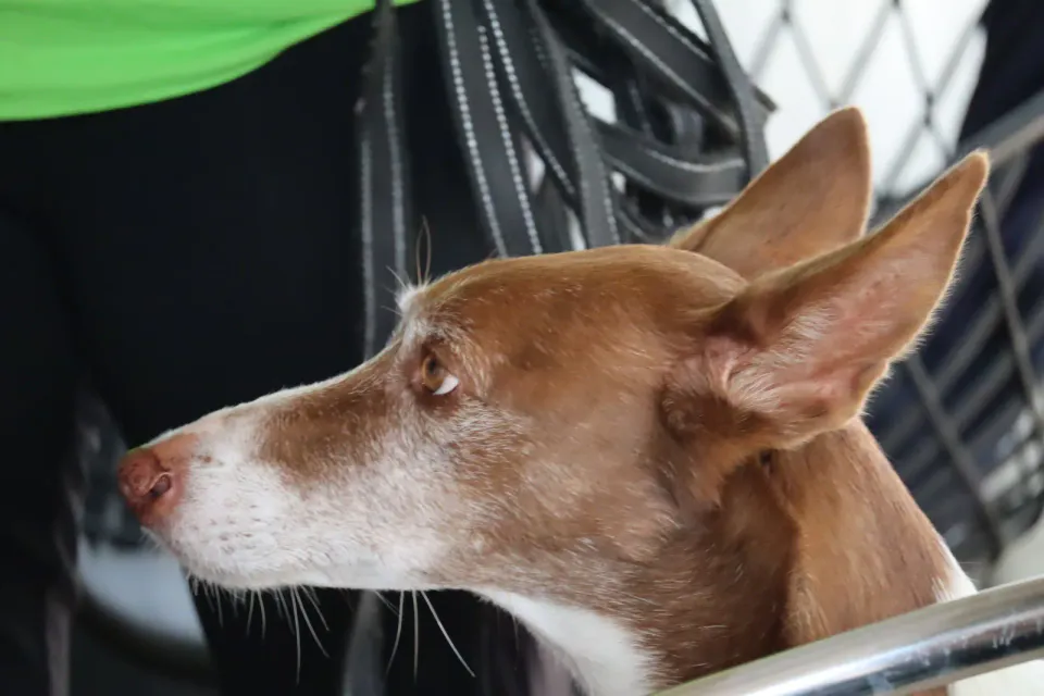 Foto GEM DOG A.S.D.: Gara interregionale di mantrailing MSP, Leproso, 11 ottobre 2026, foto 121 di 215