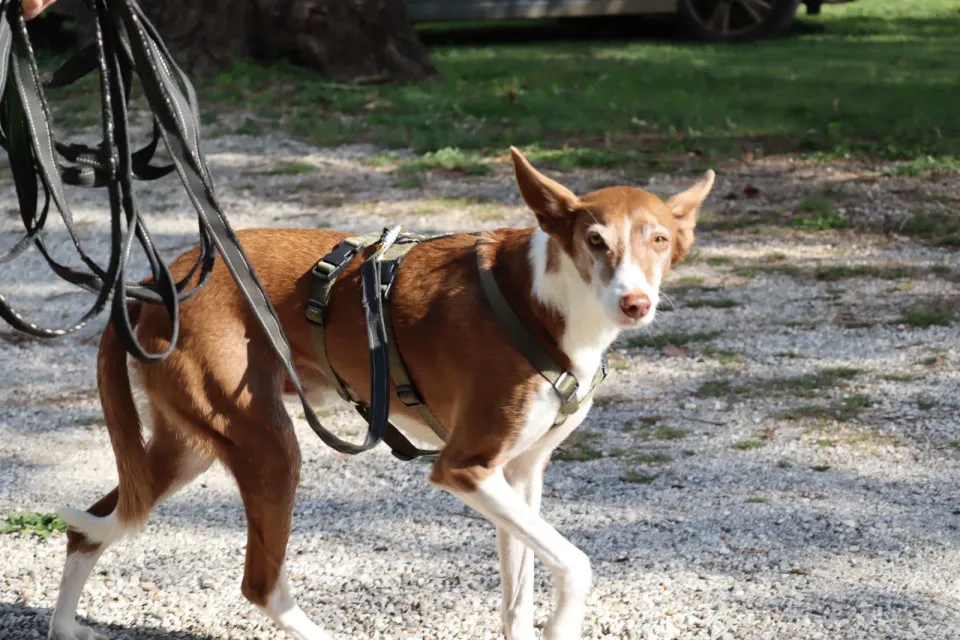 Foto GEM DOG A.S.D.: Gara interregionale di mantrailing MSP, Leproso, 11 ottobre 2026, foto 128 di 215