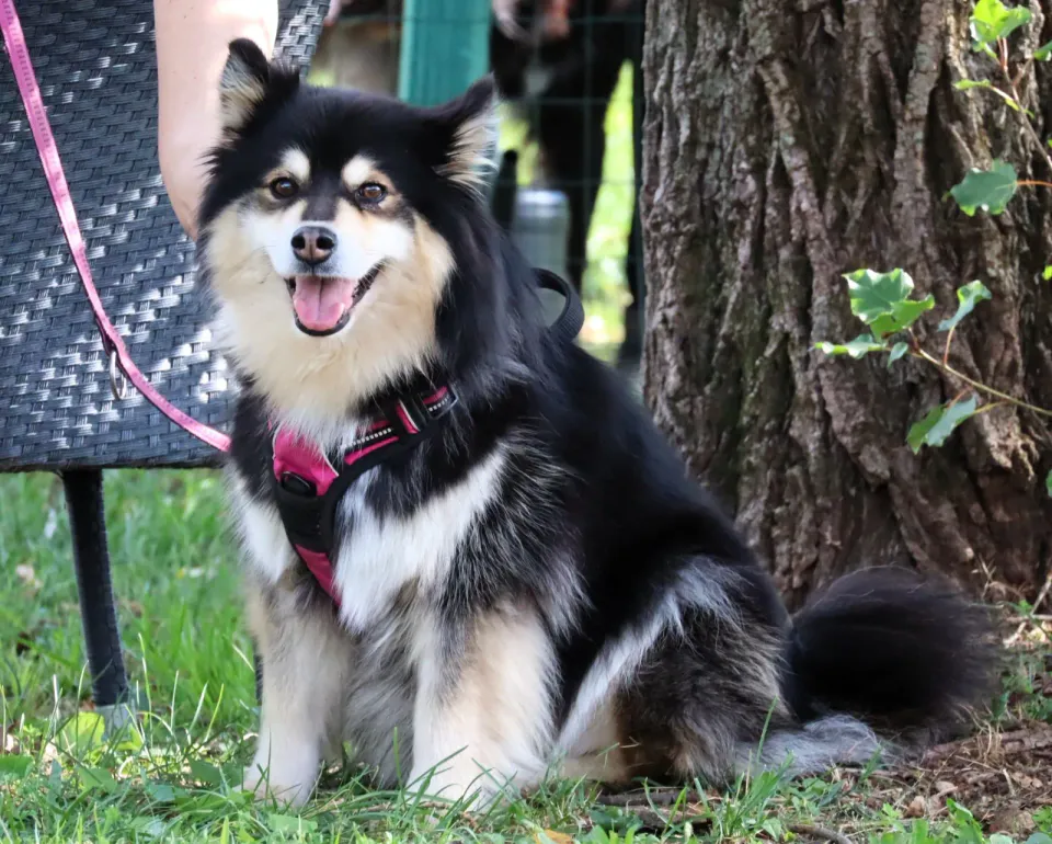 Foto GEM DOG A.S.D.: Gara interregionale di mantrailing MSP, Leproso, 11 ottobre 2026, foto 135 di 215