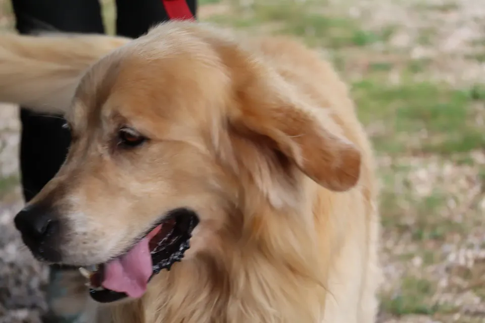 Foto GEM DOG A.S.D.: Gara interregionale di mantrailing MSP, Leproso, 11 ottobre 2026, foto 148 di 215