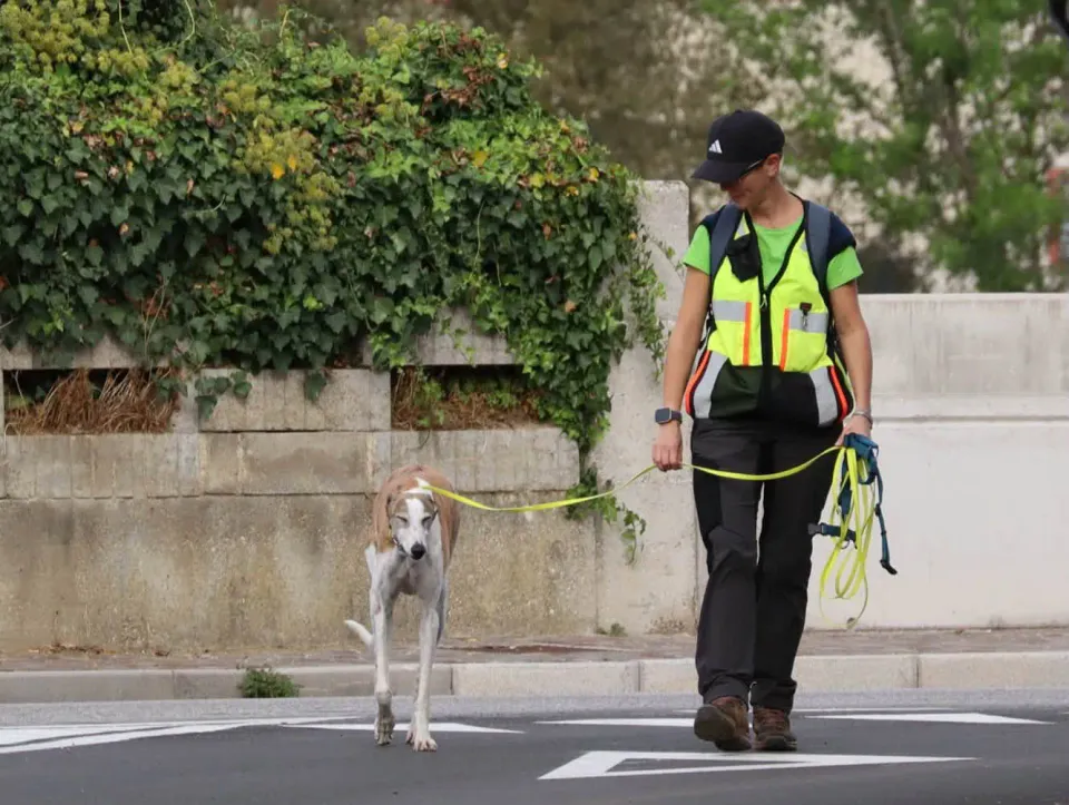 Foto GEM DOG A.S.D.: Gara interregionale di mantrailing MSP, Leproso, 11 ottobre 2026, foto 10 di 215