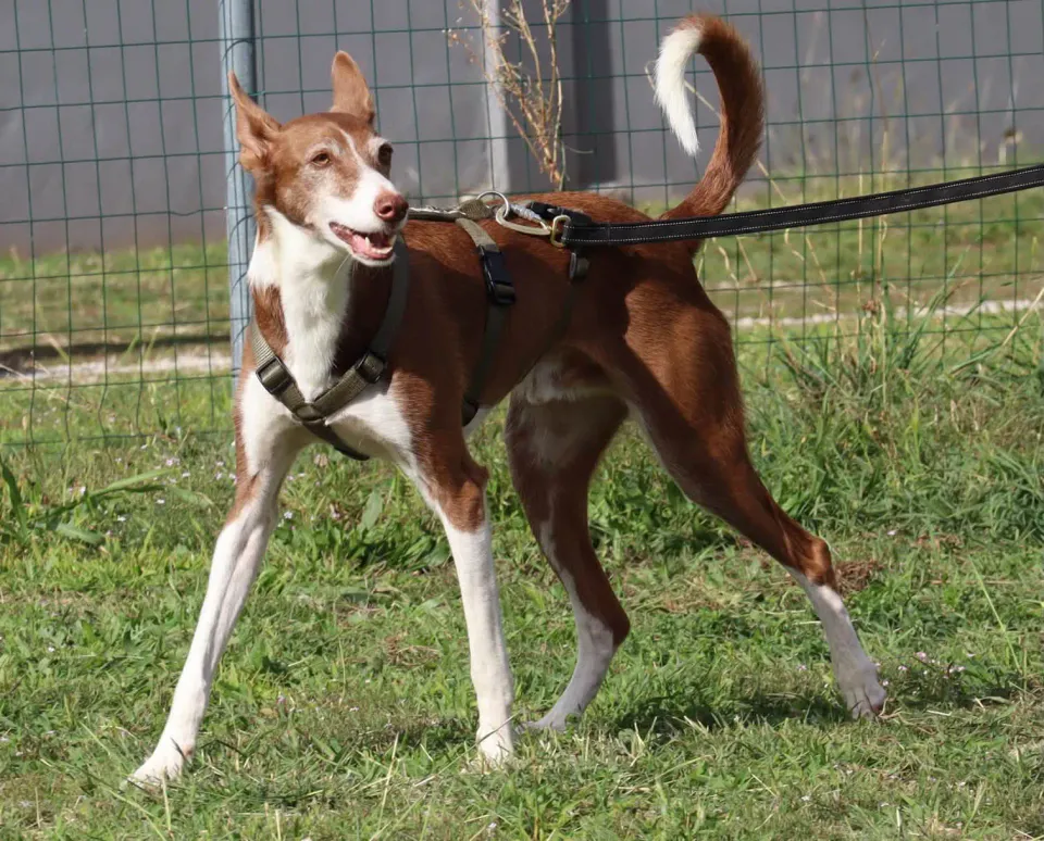 Foto GEM DOG A.S.D.: Gara interregionale di mantrailing MSP, Leproso, 11 ottobre 2026, foto 11 di 215