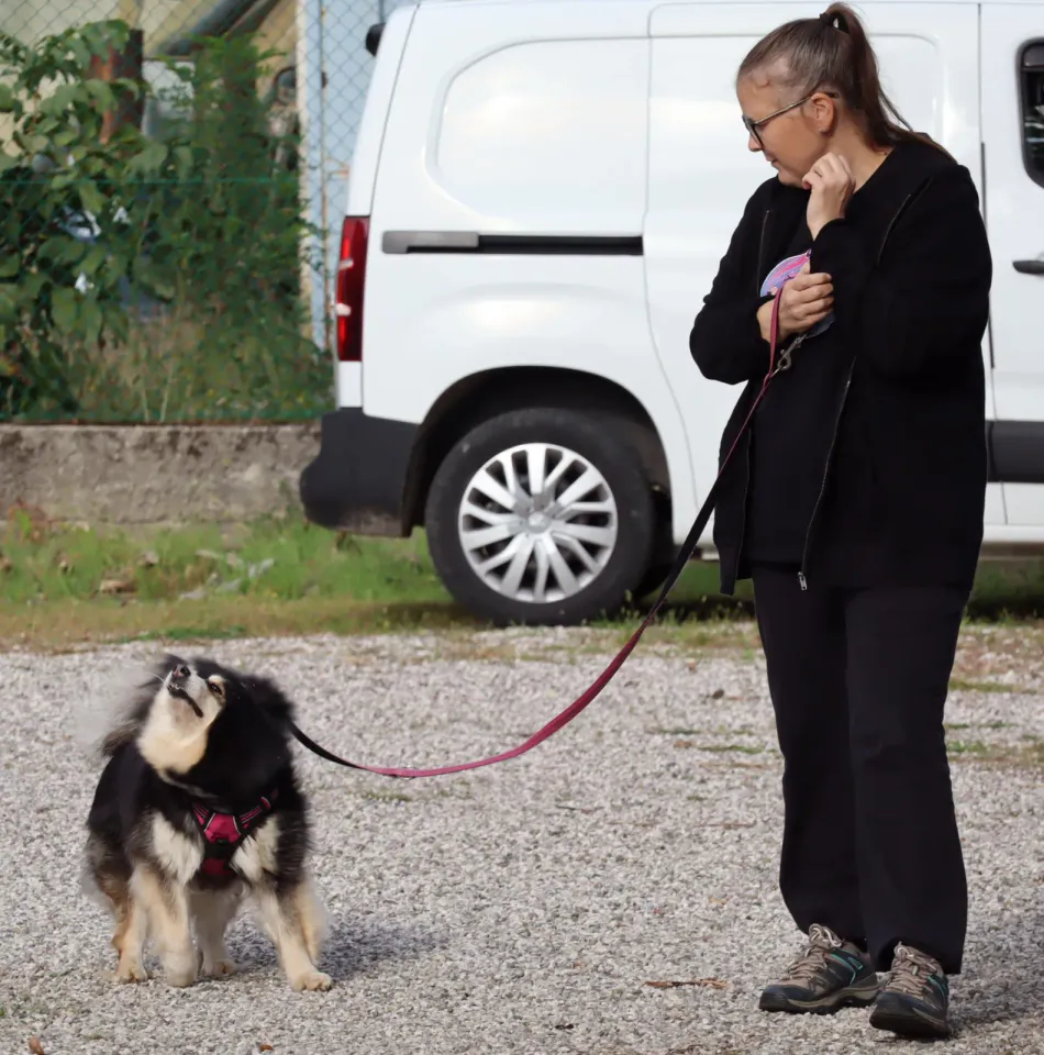Foto GEM DOG A.S.D.: Gara interregionale di mantrailing MSP, Leproso, 11 ottobre 2026, foto 178 di 215