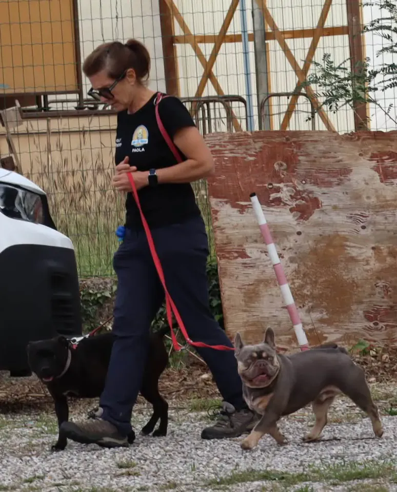 Foto GEM DOG A.S.D.: Gara interregionale di mantrailing MSP, Leproso, 11 ottobre 2026, foto 23 di 215