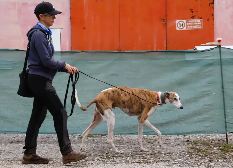 Foto GEM DOG A.S.D.: Gara interregionale di mantrailing MSP, Leproso, 11 ottobre 2026, foto 50 di 215