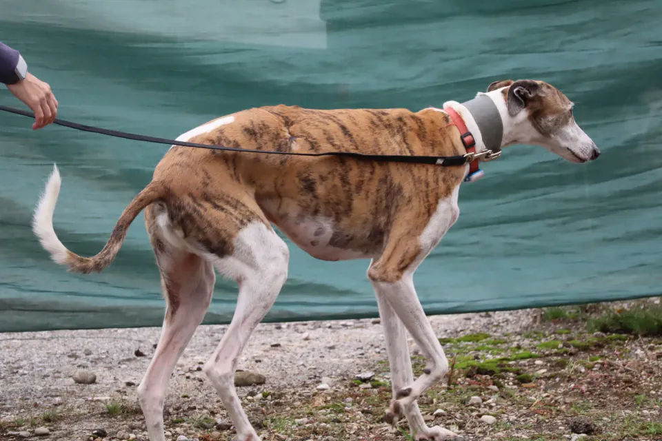 Foto GEM DOG A.S.D.: Gara interregionale di mantrailing MSP, Leproso, 11 ottobre 2026, foto 51 di 215
