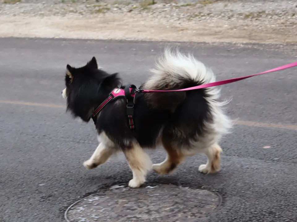 Foto GEM DOG A.S.D.: Gara interregionale di mantrailing MSP, Leproso, 11 ottobre 2026, foto 53 di 215