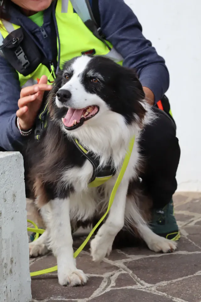 Foto GEM DOG A.S.D.: Gara interregionale di mantrailing MSP, Leproso, 11 ottobre 2026, foto 72 di 215