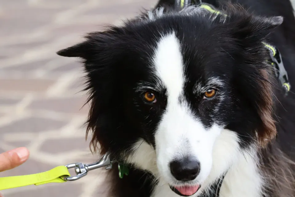 Foto GEM DOG A.S.D.: Gara interregionale di mantrailing MSP, Leproso, 11 ottobre 2026, foto 75 di 215
