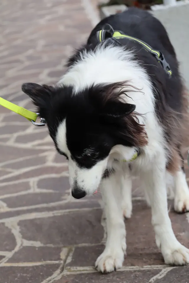 Foto GEM DOG A.S.D.: Gara interregionale di mantrailing MSP, Leproso, 11 ottobre 2026, foto 76 di 215