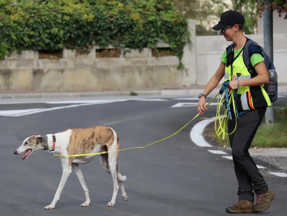Foto GEM DOG A.S.D.: Gara interregionale di mantrailing MSP, Leproso, 11 ottobre 2026, foto 80 di 215