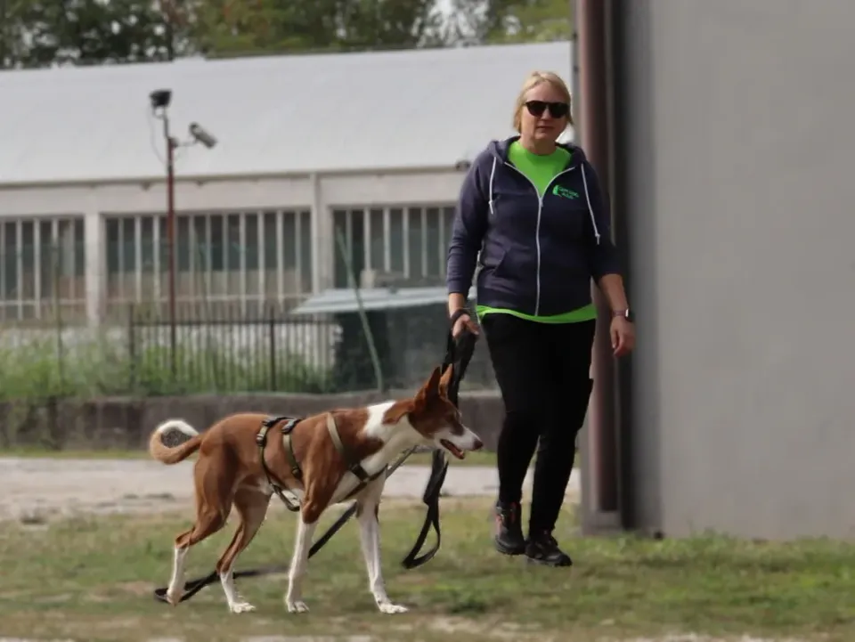 Foto GEM DOG A.S.D.: Gara interregionale di mantrailing MSP, Leproso, 11 ottobre 2026, foto 89 di 215