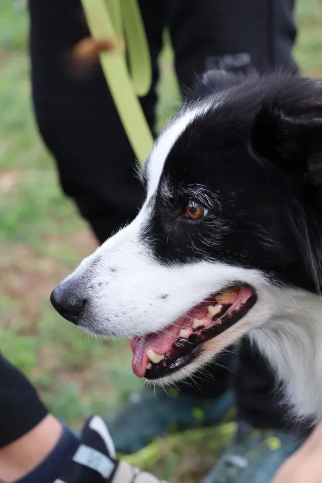 Foto GEM DOG A.S.D.: Gara interregionale di mantrailing MSP, Leproso, 11 ottobre 2026, foto 91 di 215